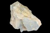 Fossil Calymene Trilobite Nodule - Morocco #100020-2